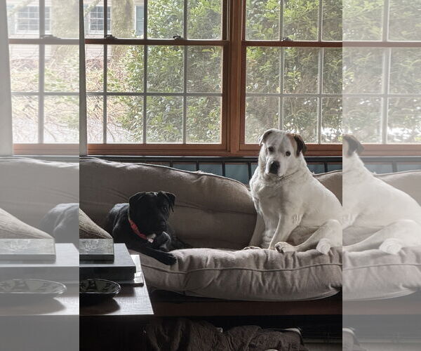 Medium Photo #4 Labrador Retriever-Unknown Mix Puppy For Sale in Doylestown, PA, USA