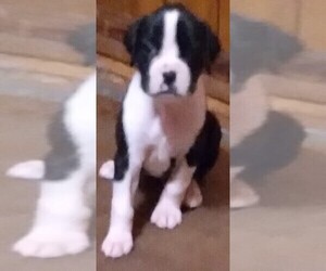 Boxer Puppy for sale in ROYSTON, GA, USA