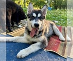 Small #3 Alaskan Husky-Alaskan Malamute Mix