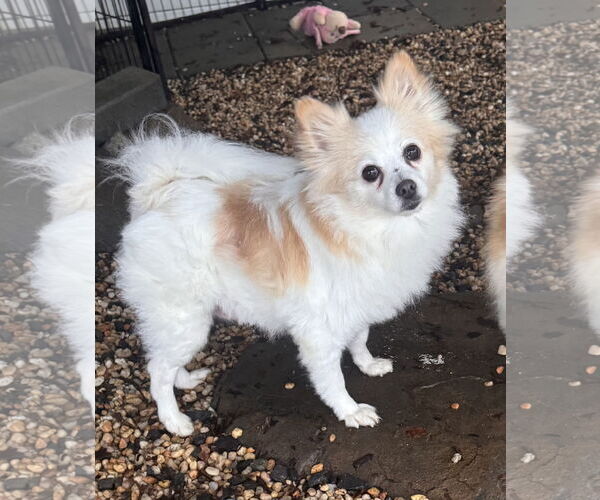 Medium Photo #3 Pomeranian Puppy For Sale in Pottstown, PA, USA