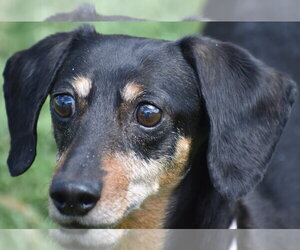 Dixie in TN (looking for a forever foster) - Female Dachshund Dog for Adoption - Photo #6