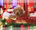 Small #5 Goldendoodle