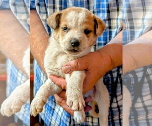 Red Heeler-Unknown Mix Dogs for adoption in Pena Blanca, NM, USA