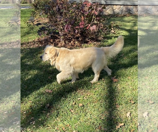 Medium Photo #1 Golden Retriever Puppy For Sale in BOWERSVILLE, GA, USA
