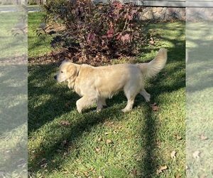Father of the Golden Retriever puppies born on 07/30/2025