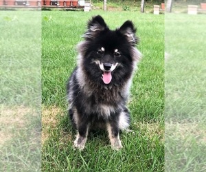 Pomsky Puppy for sale in SAVOY, MA, USA