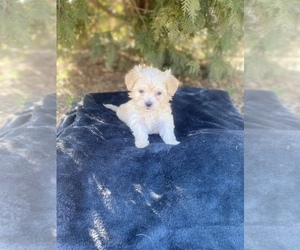 Poodle (Toy)-Yorkshire Terrier Mix Puppy for sale in INMAN, SC, USA