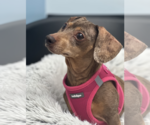 Small #5 Dachshund
