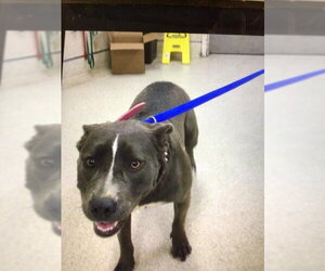 Mutt Dogs for adoption in Riverside, CA, USA