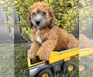 Mini Whoodle (Wheaten Terrier/Miniature Poodle) Puppy for sale in MIDDLEBURY, IN, USA