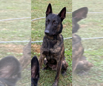 Small Photo #1 Dutch Shepherd Dog Puppy For Sale in WEST POINT, VA, USA