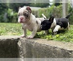 Small #7 American Bully