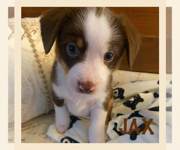 Medium Photo #1 Aussie-Corgi Puppy For Sale in THE DALLES, OR, USA