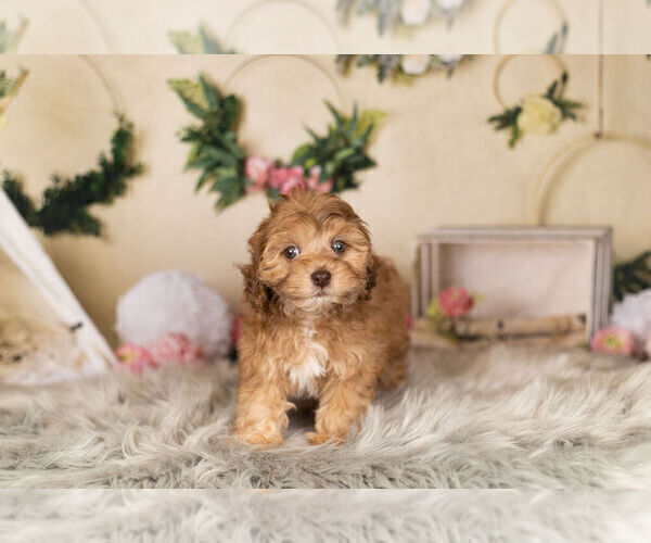 Medium Photo #4 ShihPoo Puppy For Sale in WARSAW, IN, USA