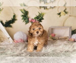 Small Photo #4 ShihPoo Puppy For Sale in WARSAW, IN, USA