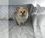 Small Photo #1 Pomeranian Puppy For Sale in BEECH GROVE, IN, USA