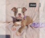 Small Photo #1 Boston Terrier Puppy For Sale in POMEROY, OH, USA