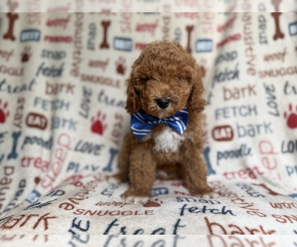 Medium Photo #1 Cockapoo (Miniature) Puppy For Sale in LAKELAND, FL, USA