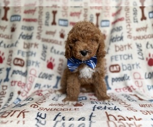 Cockapoo (Miniature) Puppy for sale in LAKELAND, FL, USA