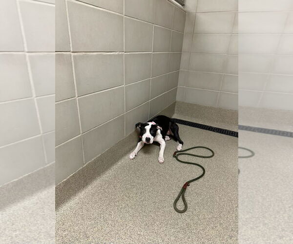 Medium Photo #5 Mutt Puppy For Sale in Virginia Beach, VA, USA