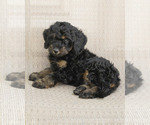 Image preview for Ad Listing. Nickname: Teddy