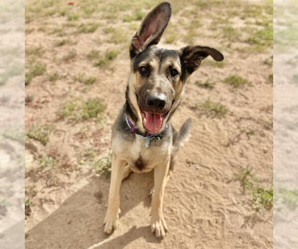 Medium Photo #1 German Shepherd Dog Puppy For Sale in Aurora, CO, USA