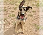 Small German Shepherd Dog