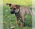 Small #2 Dachshund Mix