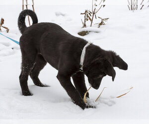 Lydia - Female Shepradors Dog for Adoption - Photo #2