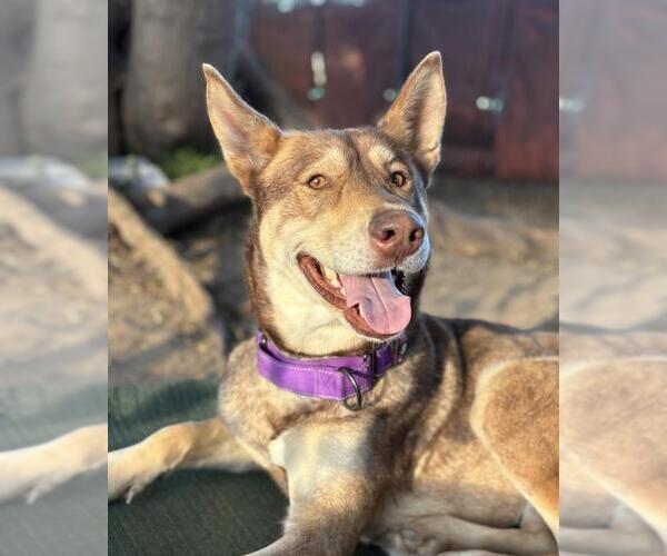 Medium Photo #2 Siberian Husky Puppy For Sale in Santa Barbara, CA, USA