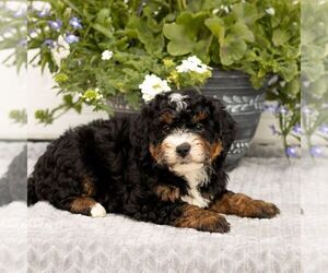 Bernedoodle (Miniature) Puppy for sale in LITITZ, PA, USA