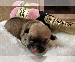 French Bulldog Puppy for Sale in DISCOVERY BAY, California USA