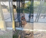 Small Photo #1 Labradoodle Puppy For Sale in GEORGETOWN, SC, USA