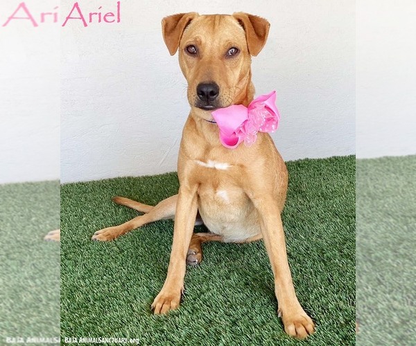 Medium Photo #4 Rhodesian Ridgeback-Unknown Mix Puppy For Sale in San Diego, CA, USA