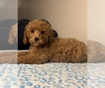 Small Photo #1 Double Doodle Puppy For Sale in FRANKLIN, IN, USA