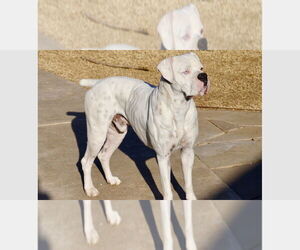 Boxer Dogs for adoption in Austin, TX, USA