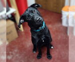 Small #11 Labrador Retriever Mix