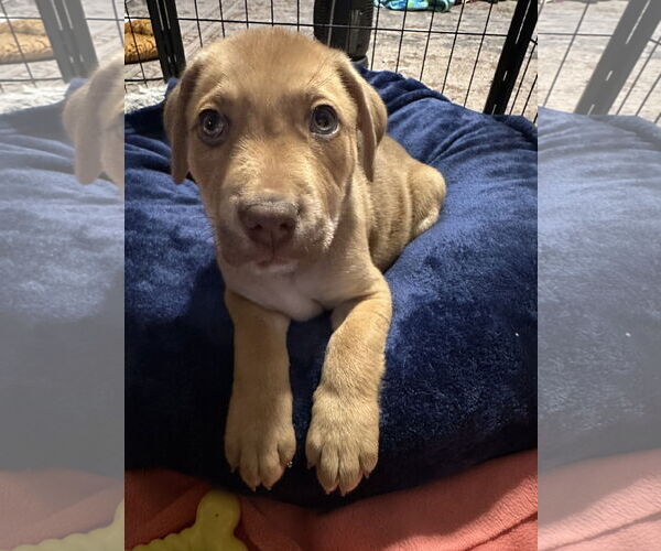 Medium Photo #5 Labrador Retriever-Unknown Mix Puppy For Sale in Germantown, OH, USA