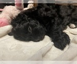 Small Photo #3 ShihPoo Puppy For Sale in JACKSONVILLE, FL, USA