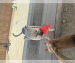 Small #4 Boxer Mix