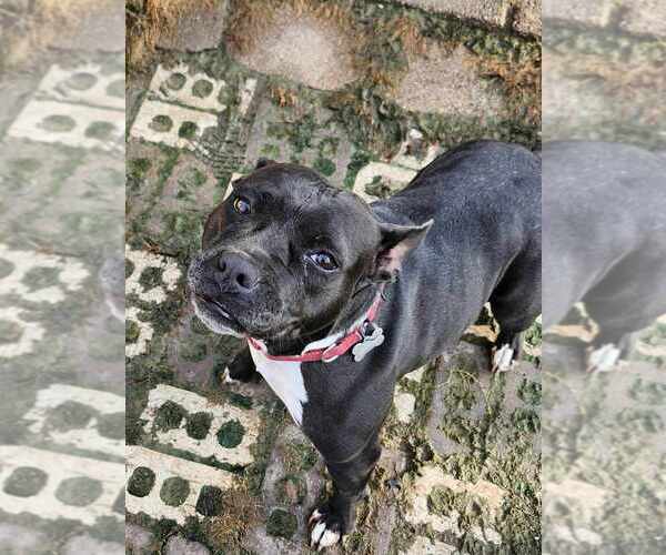 Medium Photo #8 American Pit Bull Terrier-Unknown Mix Puppy For Sale in Boston, MA, USA