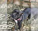 Small #7 American Pit Bull Terrier Mix