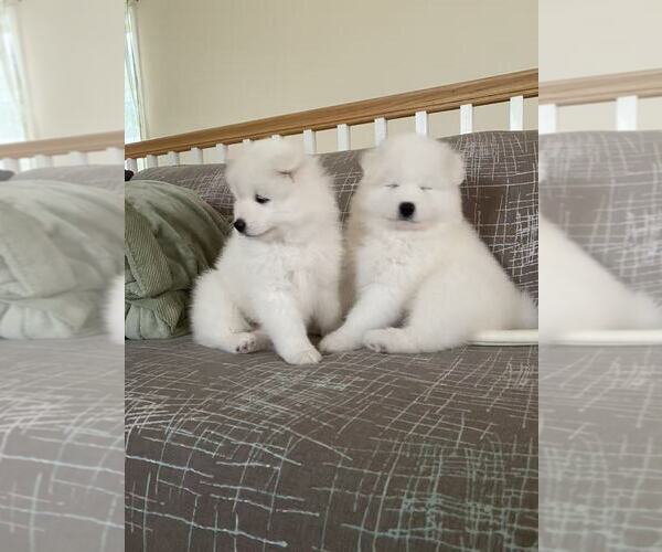 Medium Photo #17 Samoyed Puppy For Sale in DALY CITY, CA, USA
