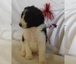 Small Photo #10 Poodle (Standard) Puppy For Sale in INDEPENDENCE, MO, USA