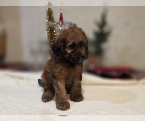 Medium Photo #8 Goldendoodle (Miniature) Puppy For Sale in DUBLIN, TX, USA