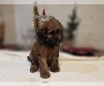 Small #7 Goldendoodle (Miniature)