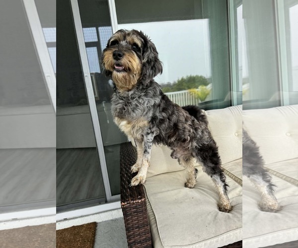 Medium Photo #2 Aussiedor Puppy For Sale in Valrico, FL, USA