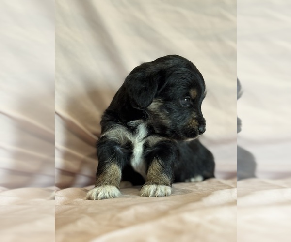 Medium Photo #6 Corgipoo Puppy For Sale in LONGMONT, CO, USA