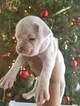 Small Photo #8 Boxer Puppy For Sale in OAKLAND, CA, USA