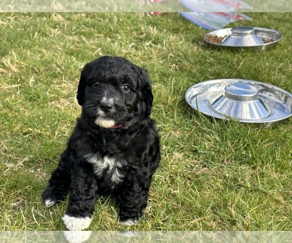 Medium Photo #22 Aussiedoodle Puppy For Sale in BREMERTON, WA, USA